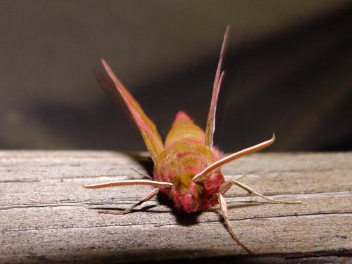 Réf. 180 386 : Deilephila porcellus